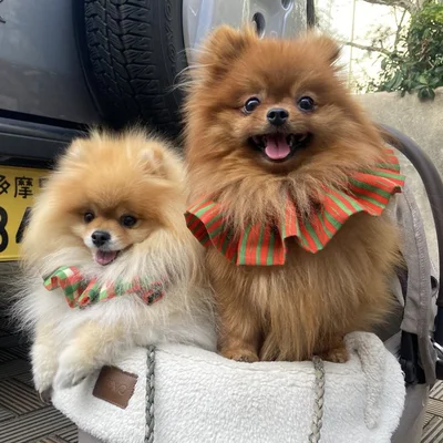 ギャルにかわいいと褒められたたぬこちゃんとぽきちくん▶犬見知り（＝犬嫌い）のたぬこちゃんも今では…（⇒次へ）