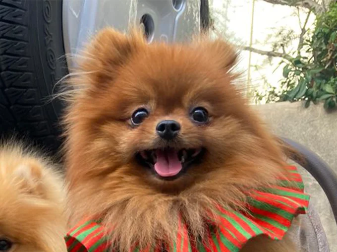 可愛い目のワンコ