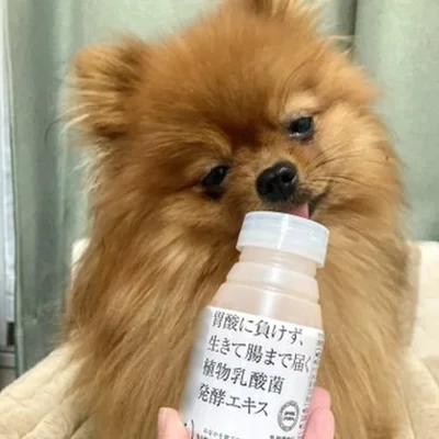 さみしそうにペロリ▶ご飯を前にした2匹（⇒次へ）