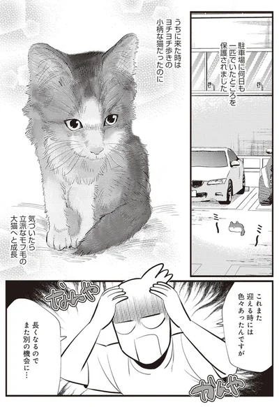  「レオとシロウのドタバタ猫日記」より