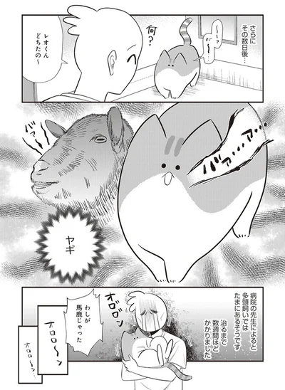  「レオとシロウのドタバタ猫日記」より