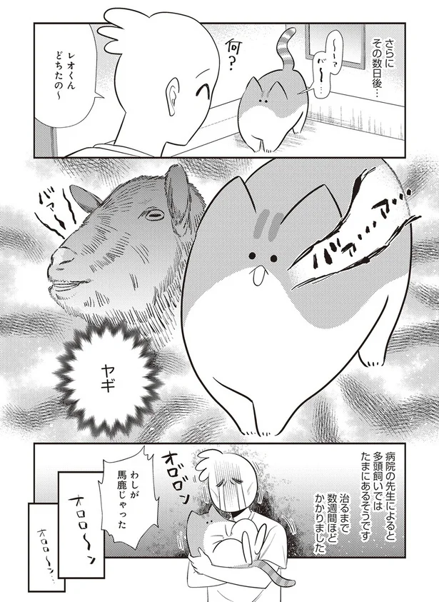  「レオとシロウのドタバタ猫日記」より
