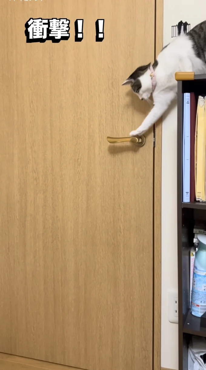 ドアノブに前足をかける猫ちゃん（⇒次へ）
