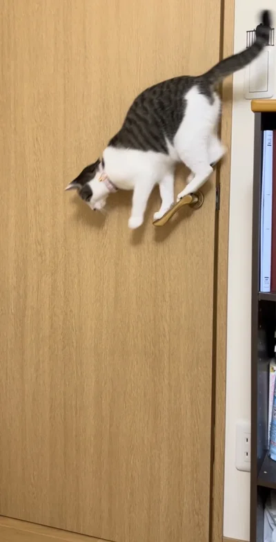 ドアノブから滑り落ちる▶レバーが少し下がった瞬間…！（⇒次へ）