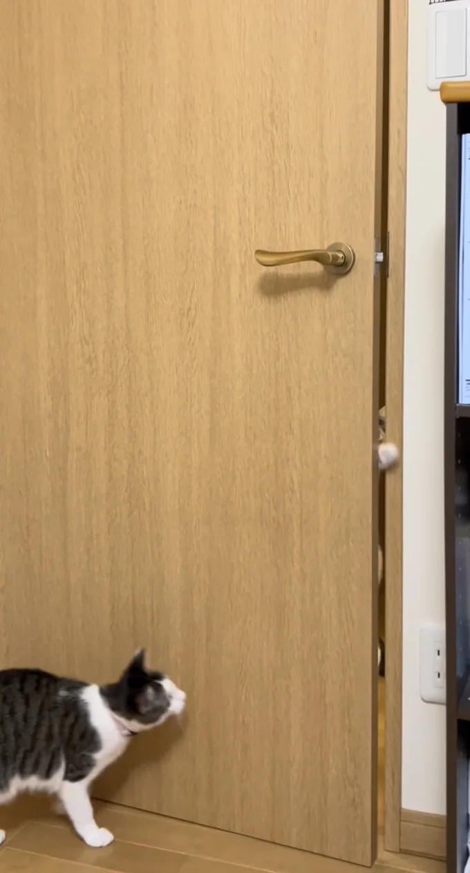 隙間からもう1匹の猫ちゃんがひょっこり▶中をのぞき込むと…（⇒次へ）