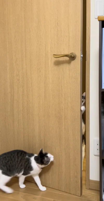 すかさず前足でドアを押す▶次の瞬間…！（⇒次へ）