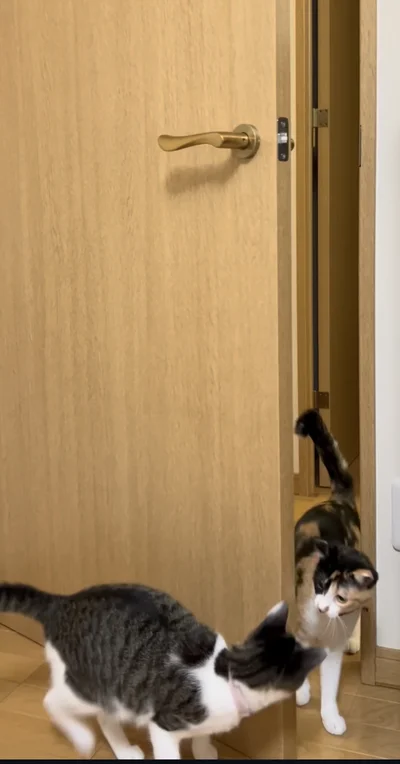 ドアを開けることに成功した2匹▶ボタンを押すタイプの扉も…（⇒次へ）