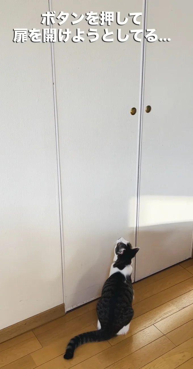 クローゼットの扉を開けようとしている猫ちゃん▶ボタンを押さなければ開かない…！（⇒次へ）