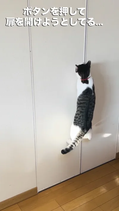 ジャンプしてボタンを押そうとしている▶ニャンズの夜の様子は…（⇒次へ）