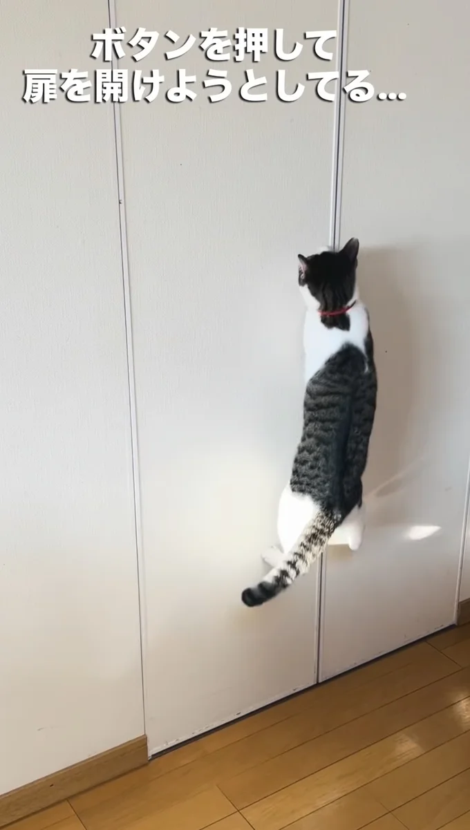 ジャンプしてボタンを押そうとしている▶ニャンズの夜の様子は…（⇒次へ）