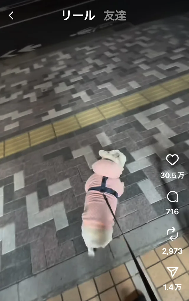 「あ、無理」寒さに正直なワンちゃんの行動に共感の嵐…！思わず納得の行動とは