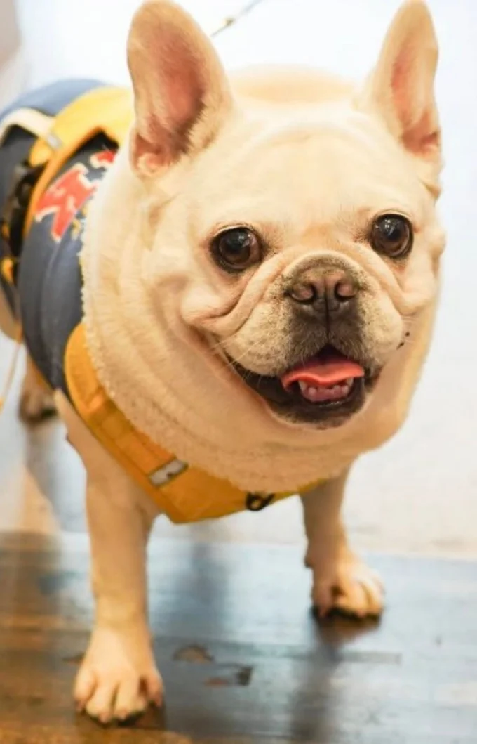 いろんな服を着せてもらっている、すずちゃん▶寒い日には…（⇒次へ）