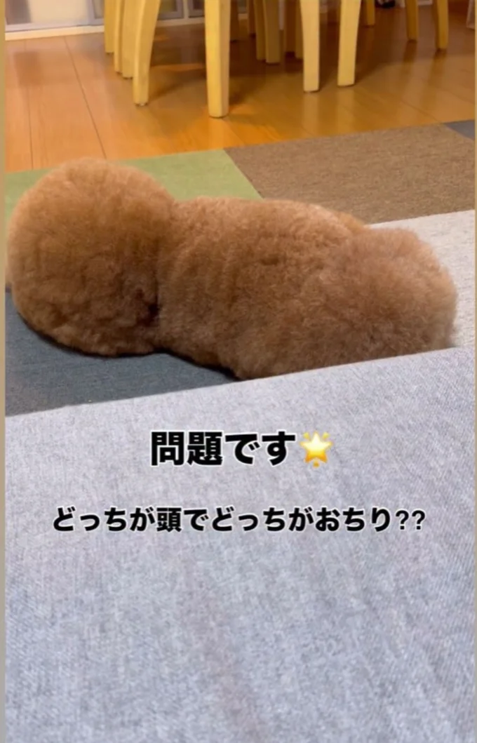 どっちが頭でどっちがおしり？（⇒次へ）