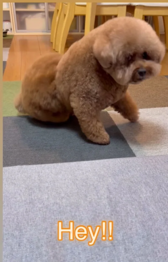 起き上がり、振り返るパルムくん（⇒次へ）