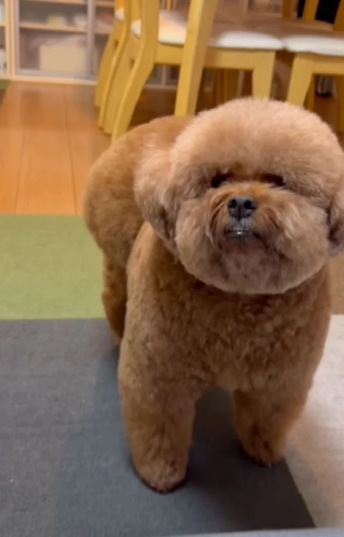 「反対だと思ってた」といったコメントが続出▶パルムくんの日常は…（⇒次へ）