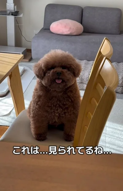 お母さんに熱い視線を送るパルムくん▶絶対に目を離さないぞ！（⇒次へ）