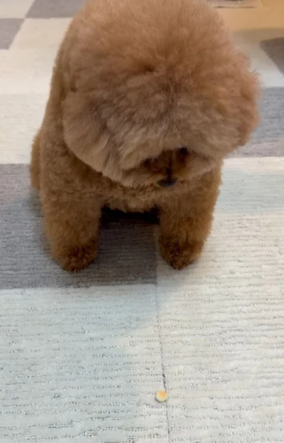 ボーロを一点集中で見つめる▶寝起き姿が印象的（⇒次へ）