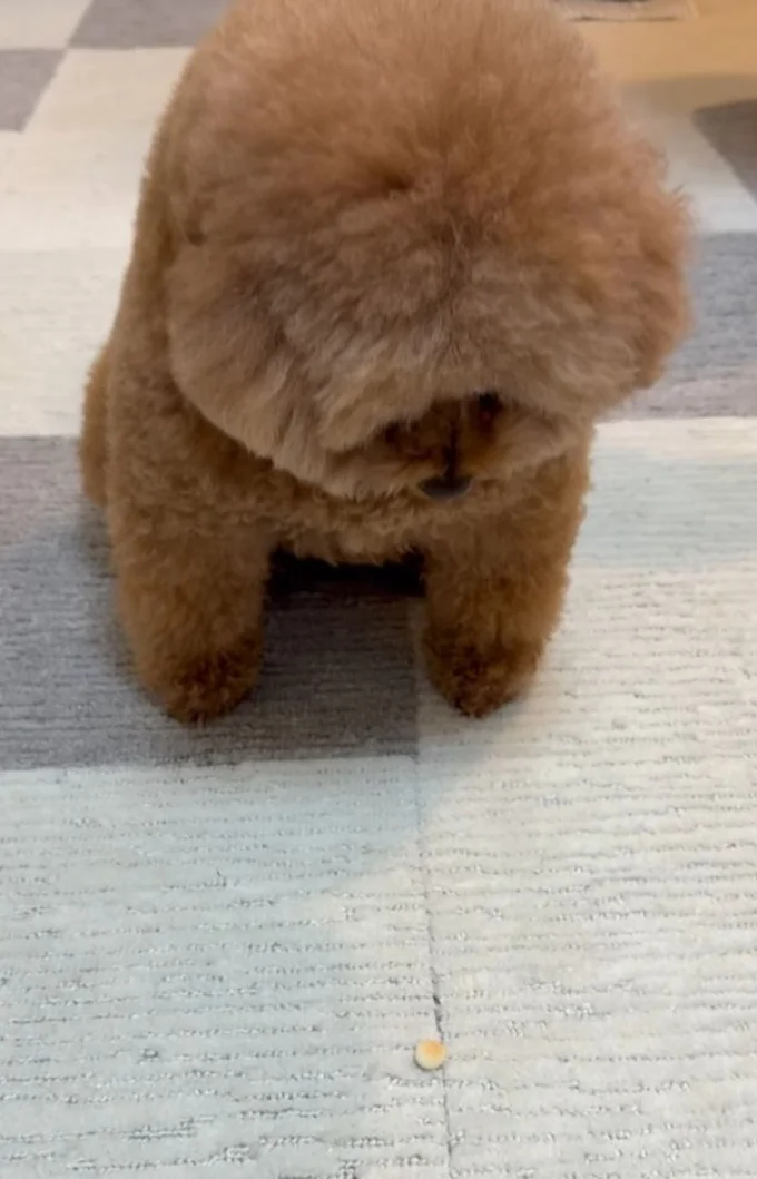 ボーロを一点集中で見つめる▶寝起き姿が印象的（⇒次へ）