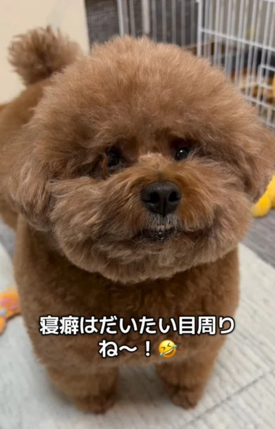 寝癖はだいたい目周り▶意識高いトイプードル（⇒次へ）