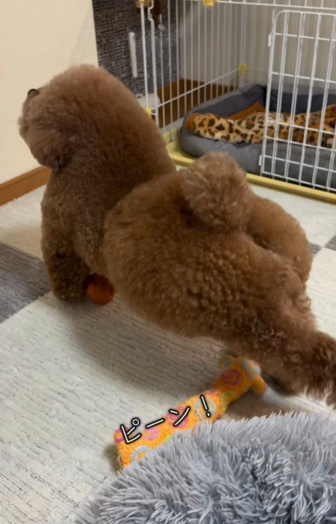 朝はストレッチを欠かさない▶お散歩姿も可愛い（⇒次へ）