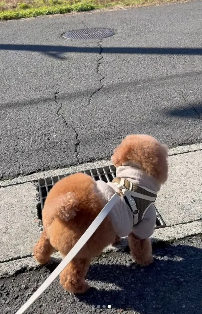 服からはみ出した丸いおしり▶（次画像からトイプーのかわいさにキュンキュンの実録コミックエッセイ『うちのトイプーがアイドルすぎる。』が読めます）