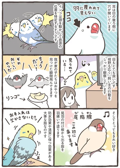 『トリ扱い説明書』より