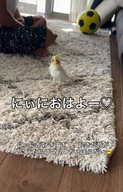 “にぃに”のそばに急いで近づくサニーちゃん▶いたずらをすることも…（⇒次へ）