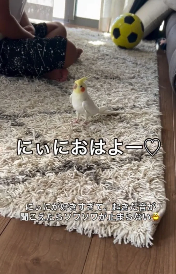 “にぃに”のそばに急いで近づくサニーちゃん▶いたずらをすることも…（⇒次へ）