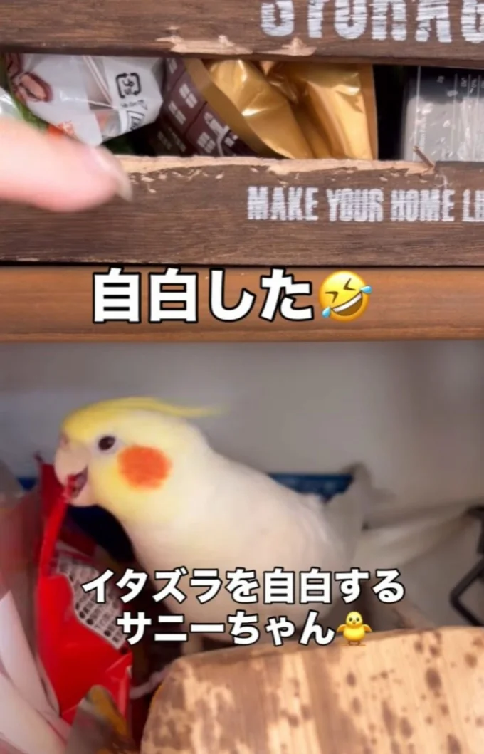 ボックスをボロボロにしてしまった▶にぃにたちがお風呂に入ると…（⇒次へ）