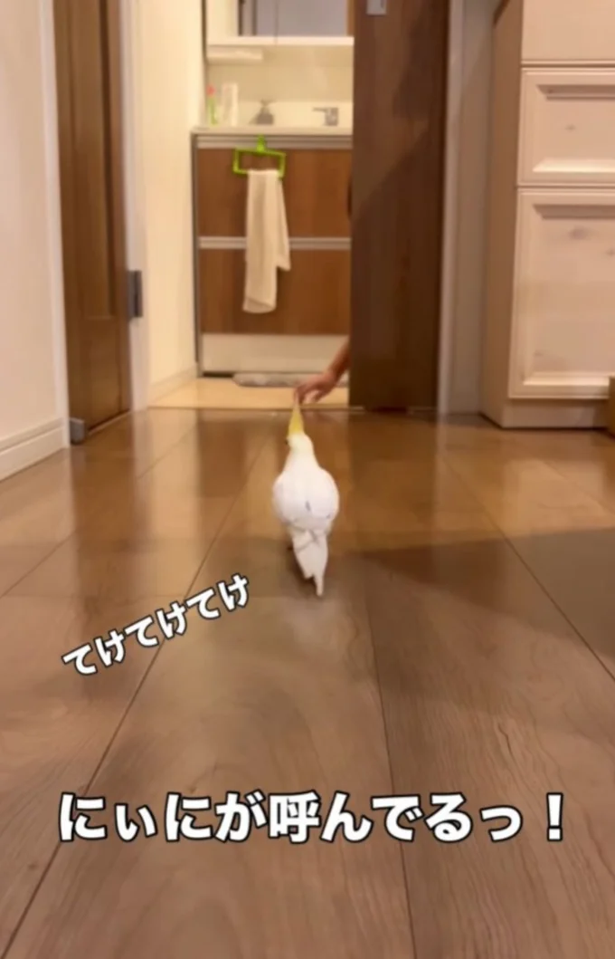 お風呂場にちょこちょこ近づいていくサニーちゃん▶（次画像から小鳥と暮らすのに役立つ情報が満載の『トリ扱い説明書』が読めます）