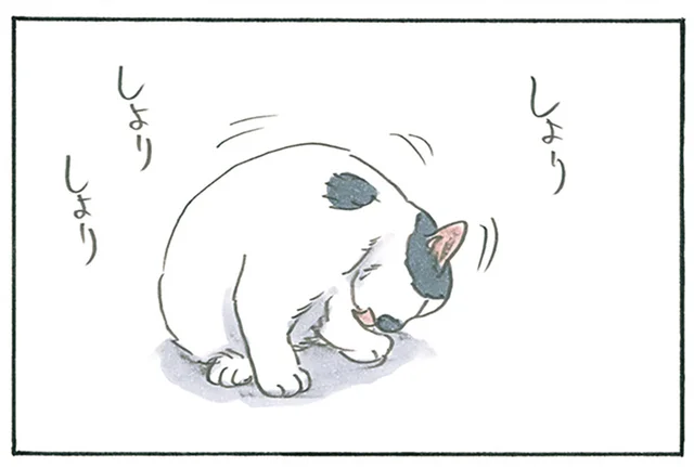 一生懸命毛づくろいをする子猫。最終形態に思わずツッコむ飼い主