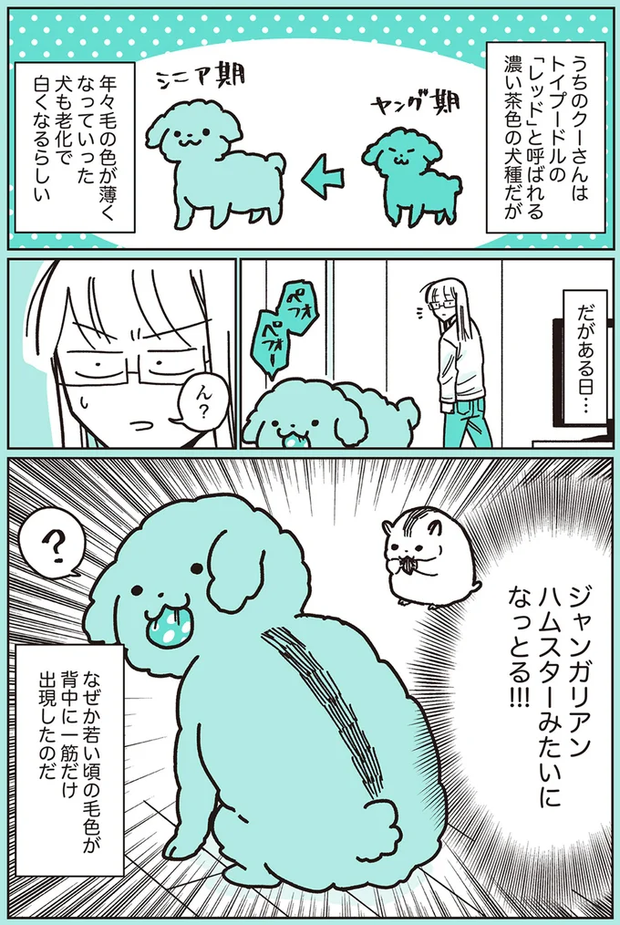 『うちのトイプーがアイドルすぎる。』より