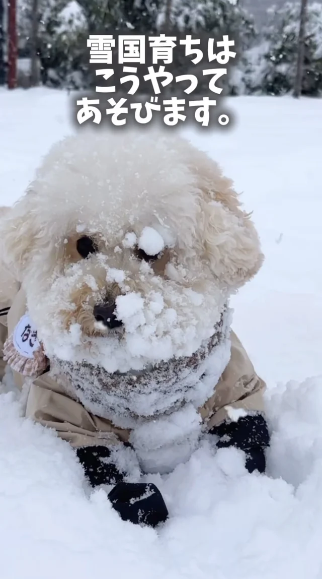 まるで白塗り！雪遊びをして顔をあげたワンちゃんの姿に「さすが雪国育ち」「可愛いけど後が大変そう」