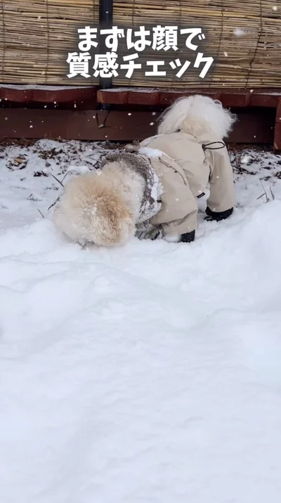 まずは雪の質感チェック（⇒次へ）