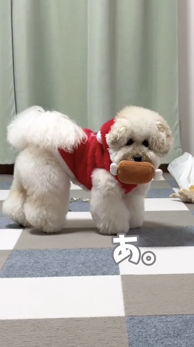 クリスマスプレゼントをもらって嬉しそう▶得体の知れない物体…！？（⇒次へ）