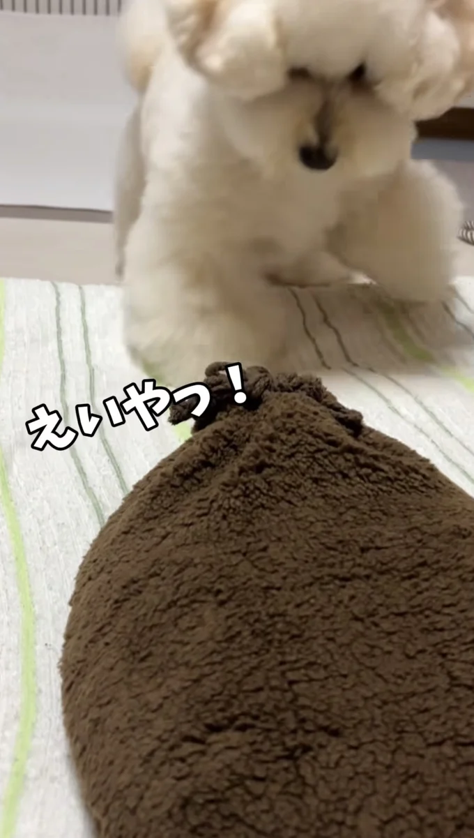 初めての「湯たんぽ」に警戒する▶（次画像からトイプーのかわいさにキュンキュンの実録コミックエッセイ『うちのトイプーがアイドルすぎる。』が読めます）（⇒次へ）