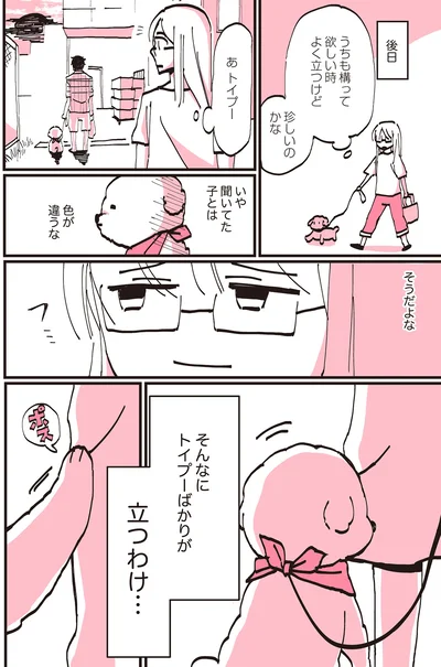 『うちのトイプーがアイドルすぎる。』より