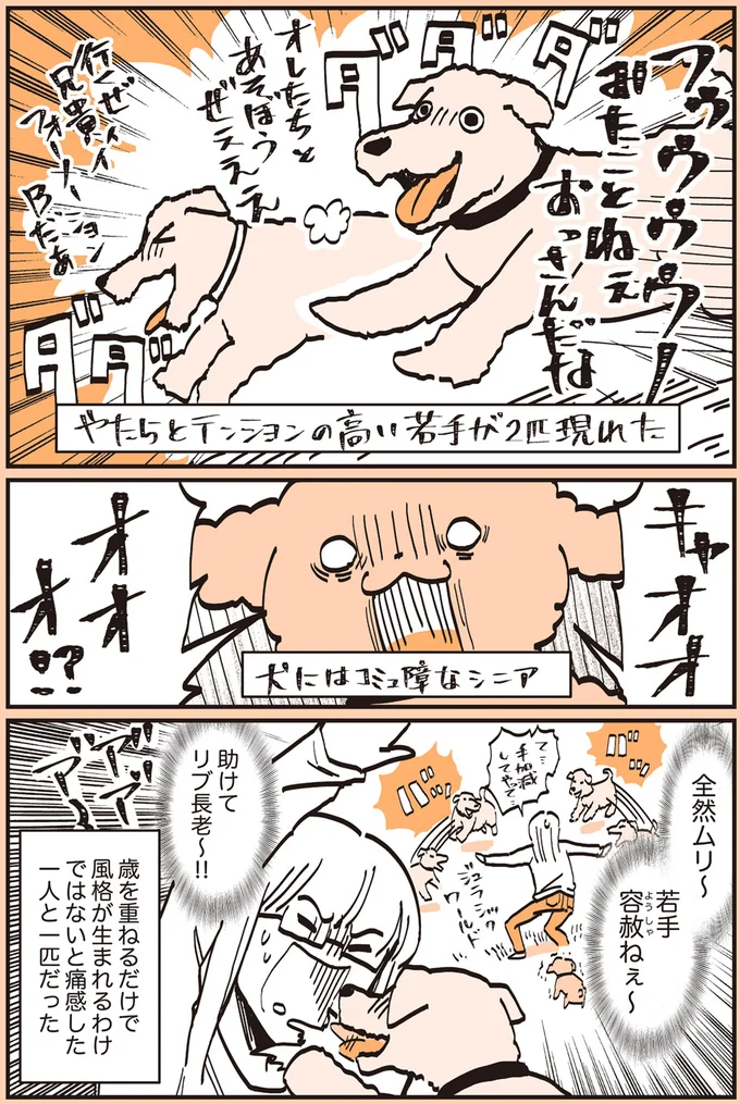 『うちのトイプーがアイドルすぎる。』より