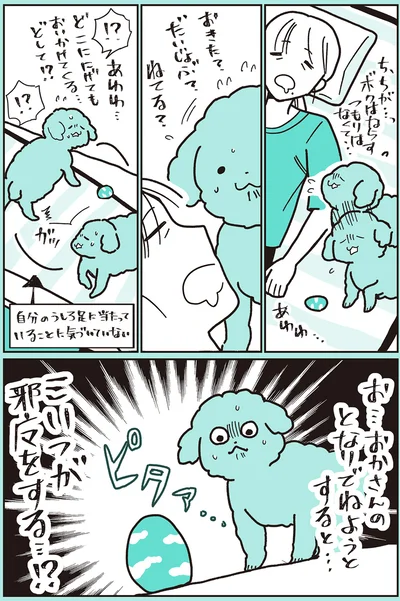 『うちのトイプーがアイドルすぎる。』より