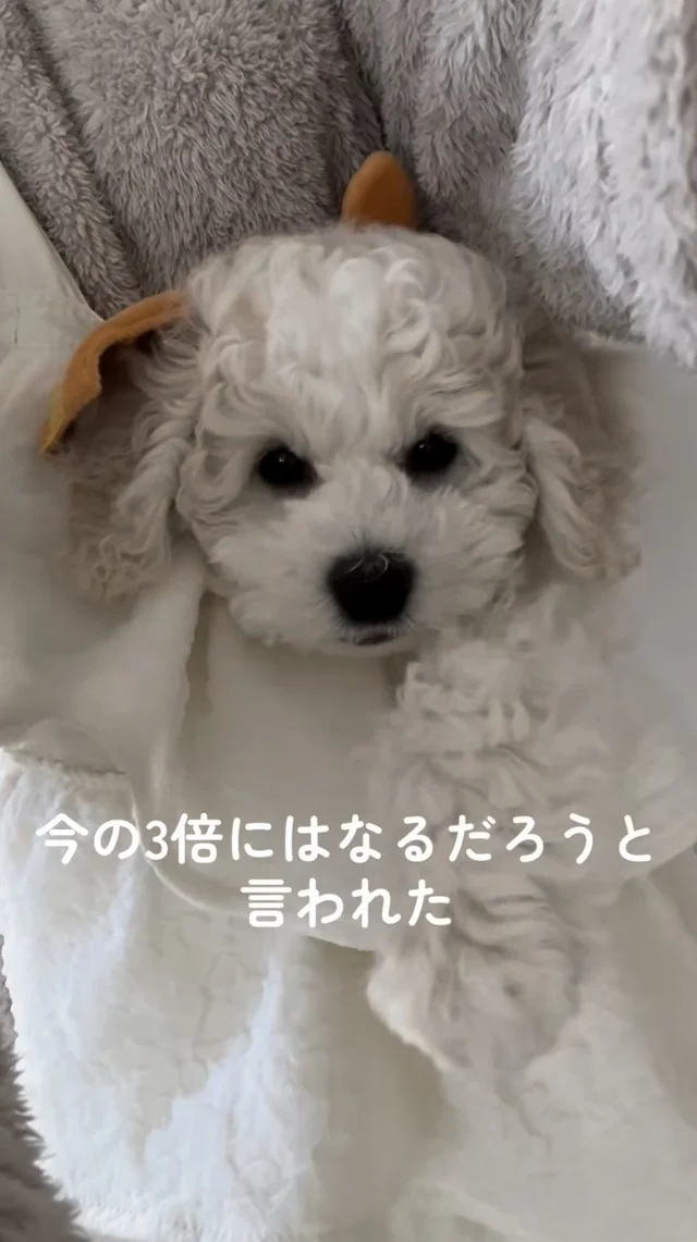 小型犬…ですよね！？想像を超える成長ぶりに「もうぬいぐるみ」「笑いすぎました」