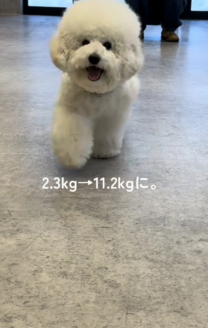 2.3kg→11.2kg！▶「小型犬」…ですよね！？（⇒次へ）
