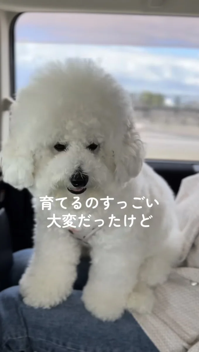 育てるのは大変だったけど愛おしい存在の“ぽむくん”▶上がったものの…（⇒次へ）