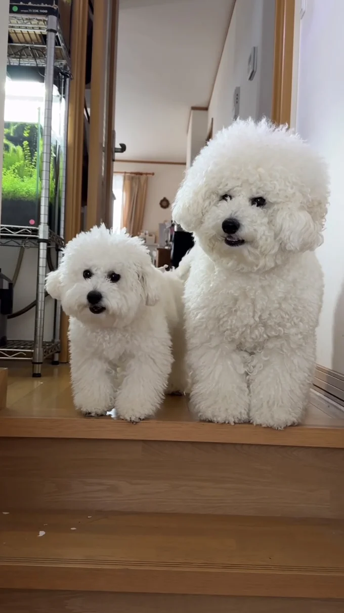 「助けて〜」という表情の2匹▶雪の中でお散歩（⇒次へ）