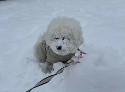 ふわふわの顔に雪がくっつく▶雪まみれになりながらも…（⇒次へ）