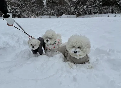 楽しくみんなでお散歩▶（次画像からトイプーのかわいさにキュンキュンの実録コミックエッセイ『うちのトイプーがアイドルすぎる。』読めます）