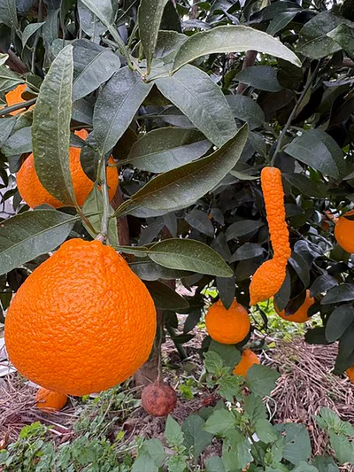 縦に伸びてるものが!?▶︎まるで音符（⇒次へ）