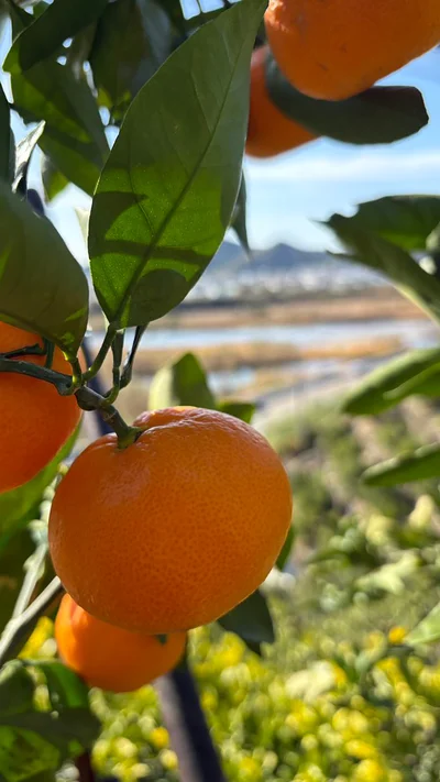 綺麗に色づいた有田みかん▶︎大変な作業工程（⇒次へ）