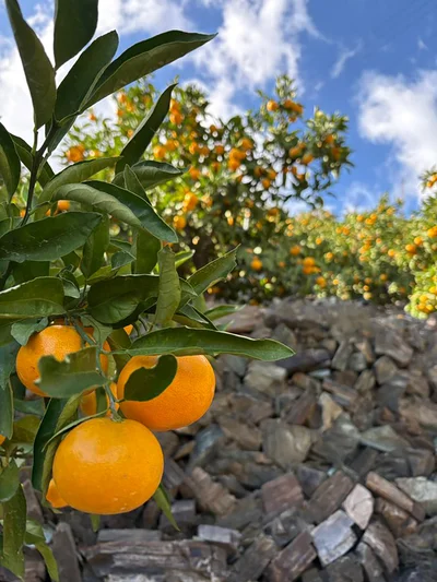 青空にみかんの色が映えて美しい…▶︎夏のみかん（⇒次へ）