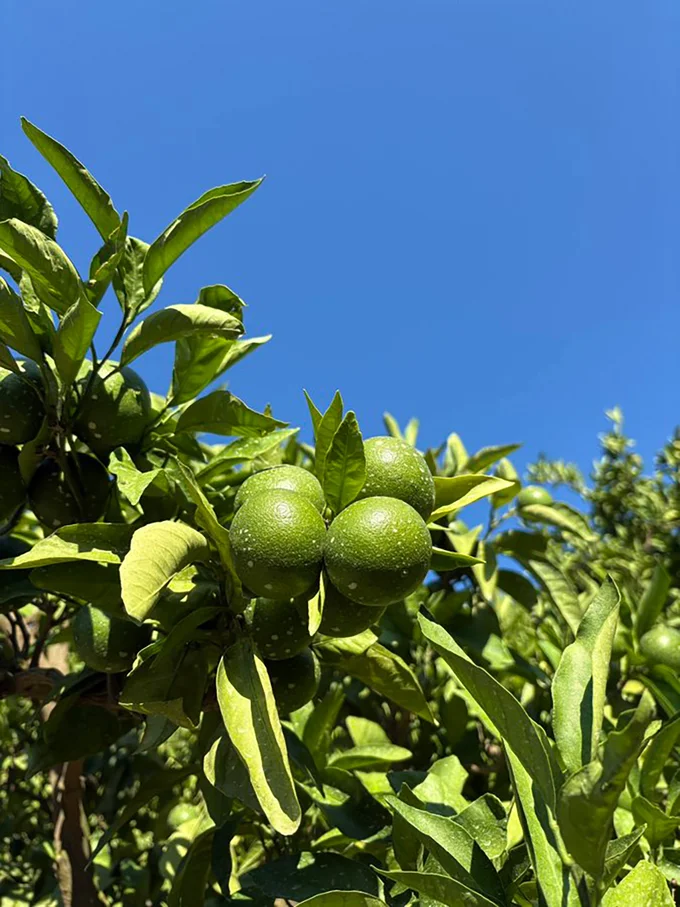 夏の時期のみかんは深い緑が印象的▶︎白くてかわいい（⇒次へ）