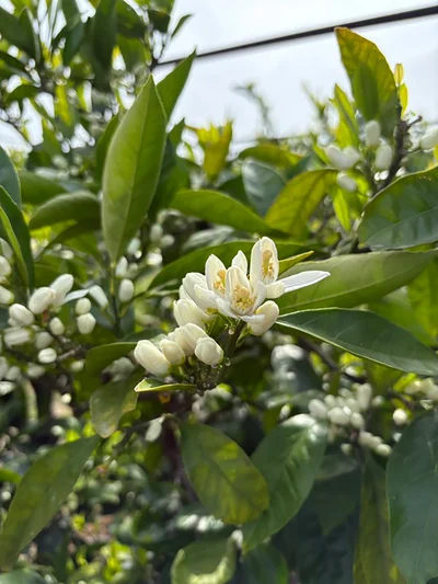 とてもかわいいみかんの花▶︎これは…野菜？（⇒次へ）